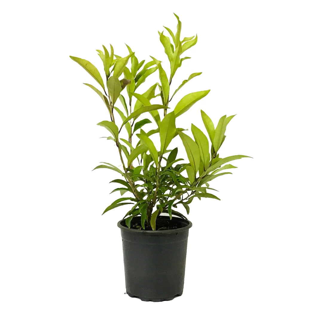 Yesterday, Today, and Tomorrow White Caps (Brunfelsia undulata)