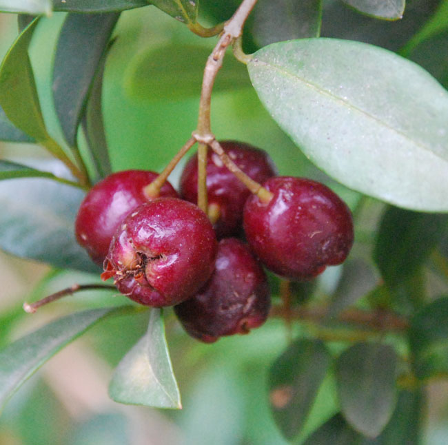 Brush Cherry (Syzygium paniculatum)