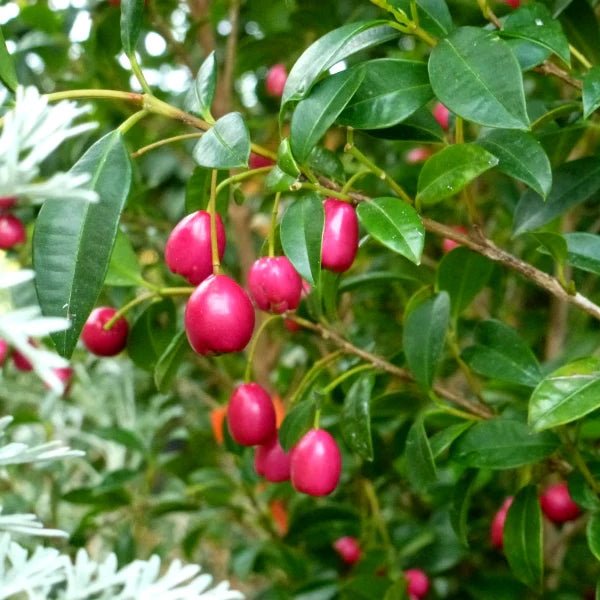 Brush Cherry (Syzygium paniculatum) - Ladybird Nursery
