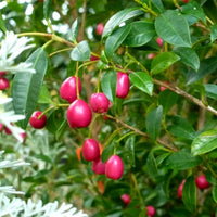 Brush Cherry (Syzygium paniculatum)