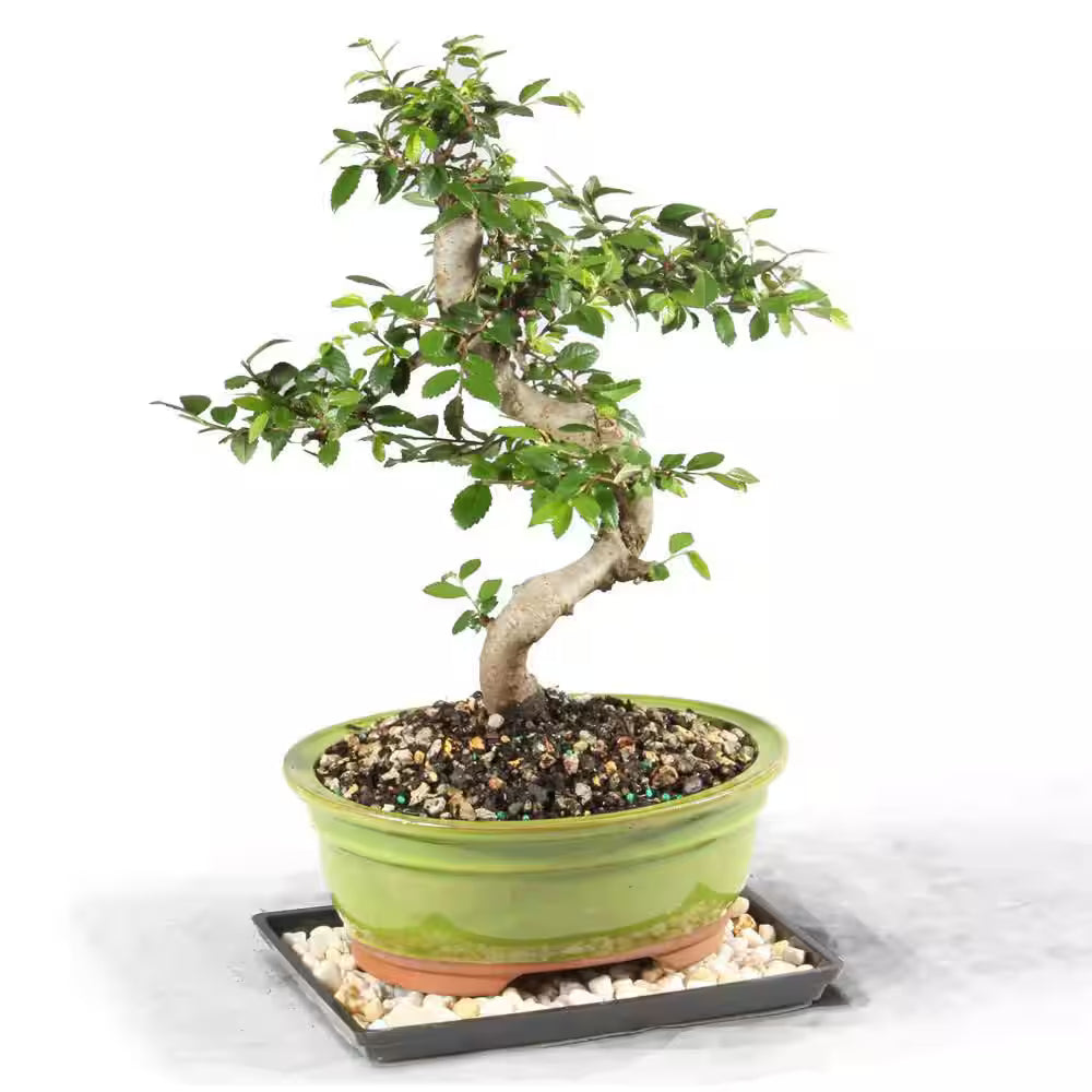 Chinese Elm Bonsai in Ceramic Pot (Bonsai Range)