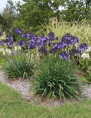 Agapanthus hybrid Buccaneer™ - Ladybird Nursery