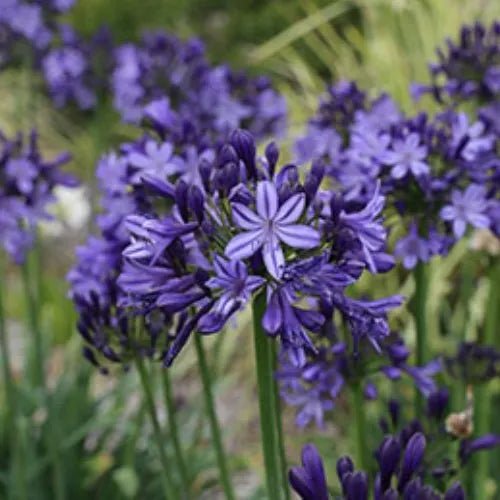 Agapanthus hybrid Buccaneer™ - Ladybird Nursery