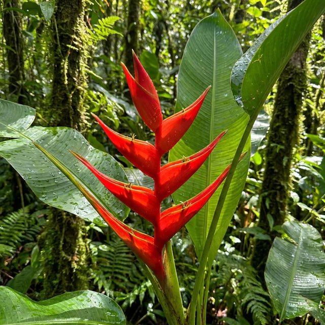Heliconia 'Bucky' - Ladybird Nursery