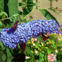 Butterfly Bush 'Sky Blue' (Buddleja davidii)