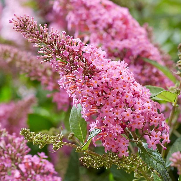 Buddleja Spp Butterfly Bush Pink Plant – Buy Now! – Ladybird Nursery