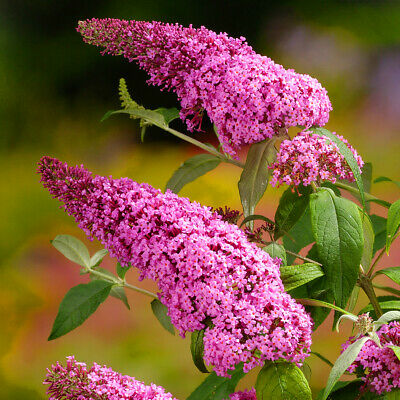 Butterfly Bush Pink (Buddleja spp.)