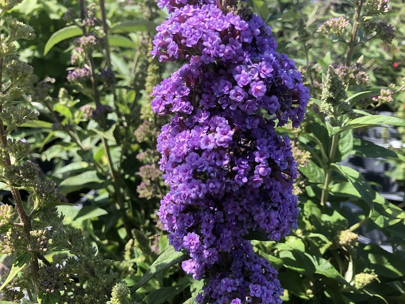 Butterfly Bush High Five (Buddleja davidii)