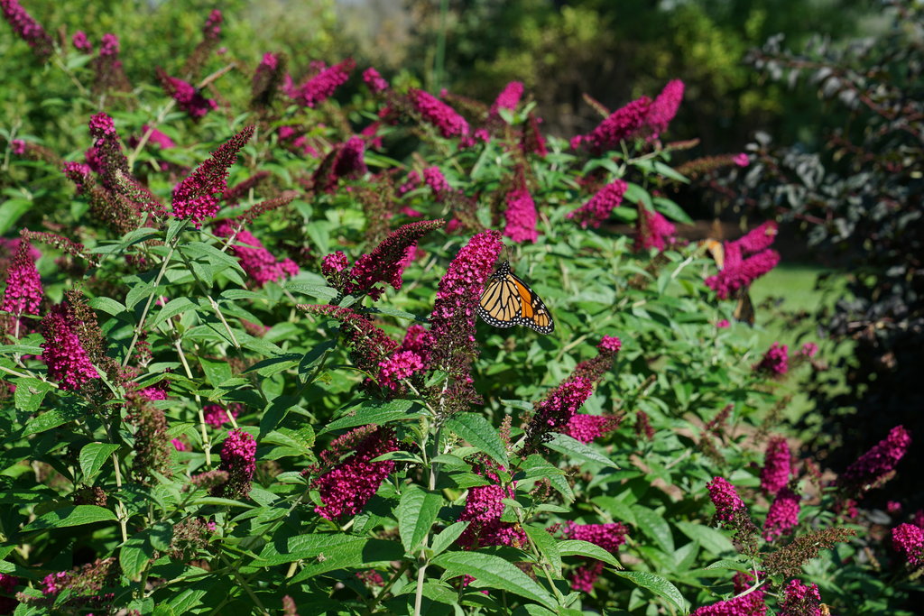 Butterfly Bush 'CranRazz' (Buddleja davidii)