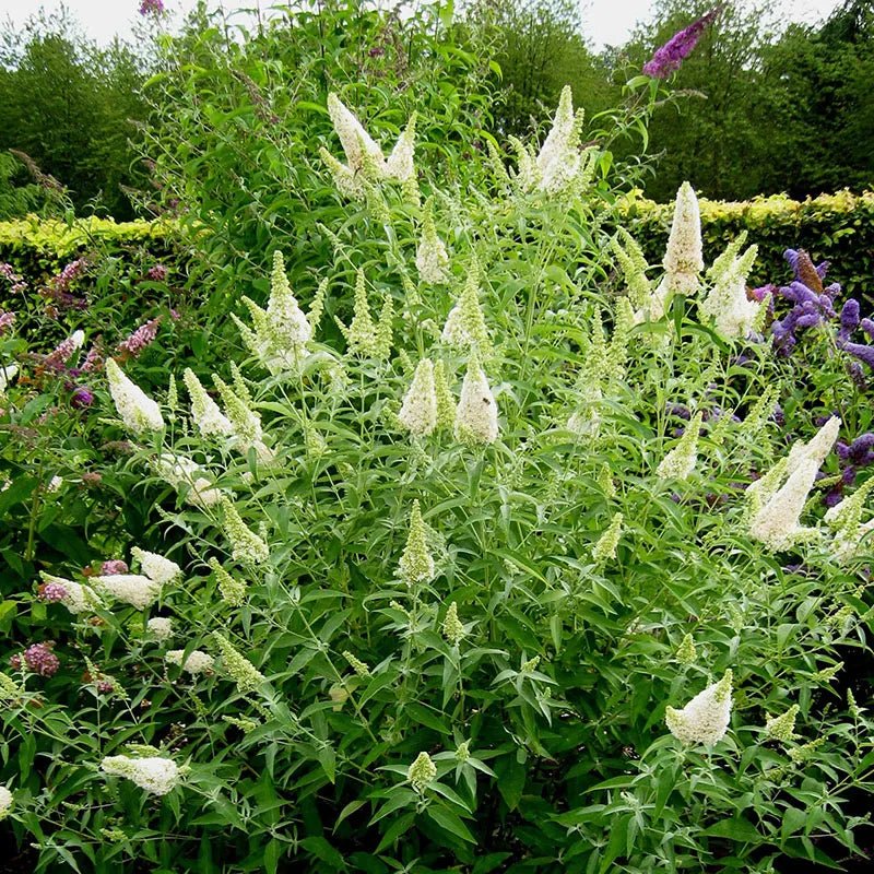 Butterfly Bush (Buddleja Buzz) - Ladybird Nursery
