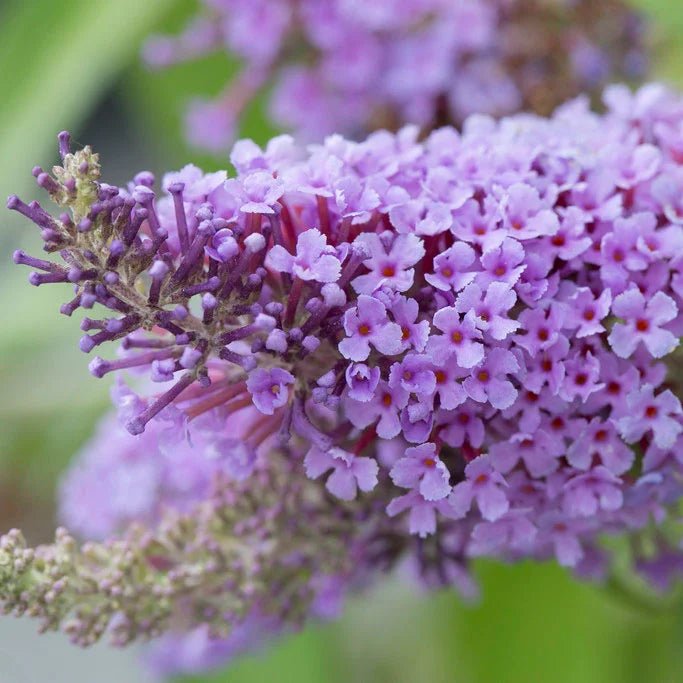 Butterfly Bush (Buddleja Buzz) - Ladybird Nursery