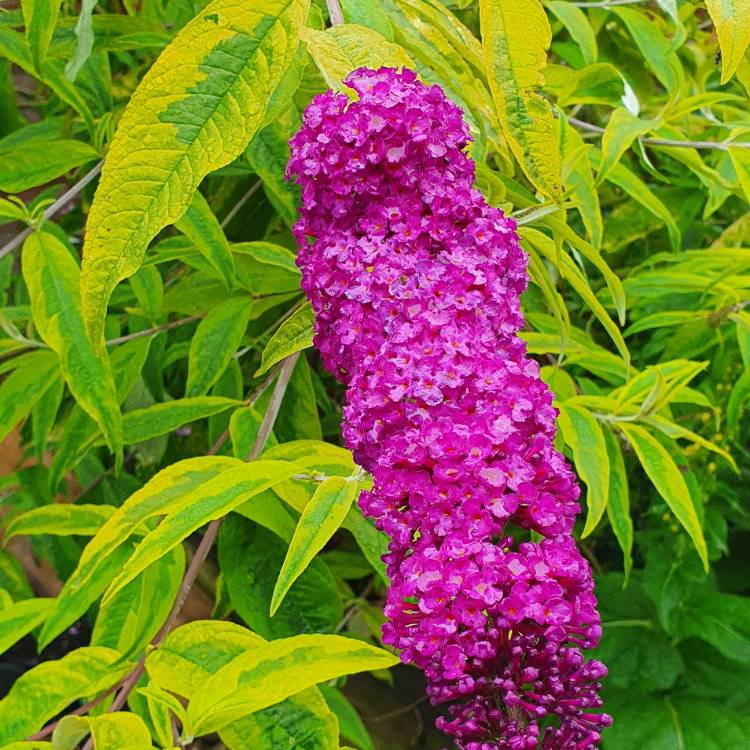 Butterfly Bush Santana (Buddleja davidii) - Ladybird Nursery