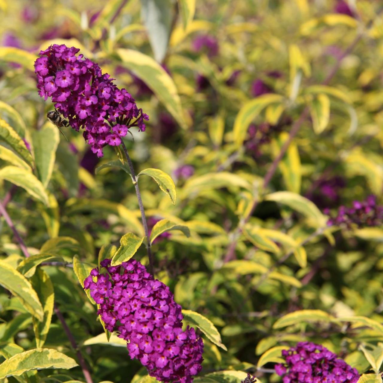 Butterfly Bush Santana (Buddleja davidii)