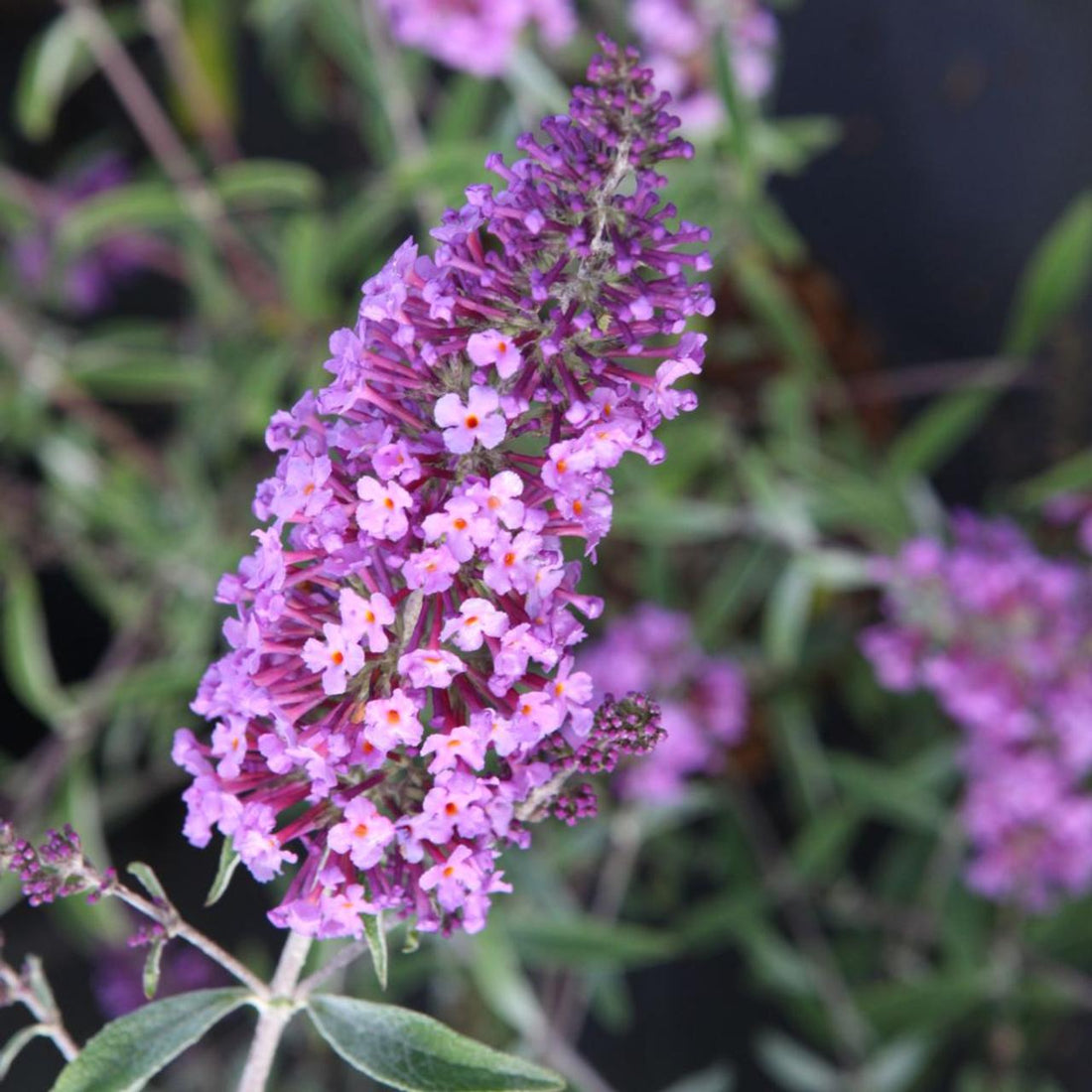 Butterfly Bush Santana (Buddleja davidii) - Ladybird Nursery