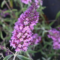 Butterfly Bush Santana (Buddleja davidii)