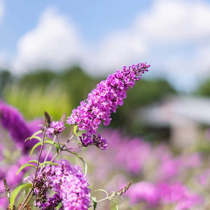 Butterfly Bush 'Pink Delight' (Buddleja davidii) - Ladybird Nursery