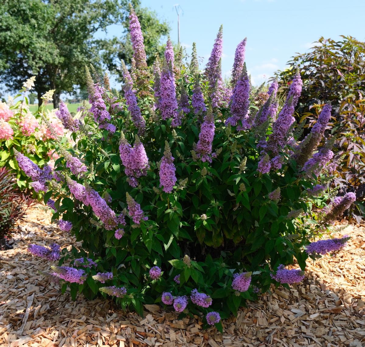 Butterfly Bush Five Purple (Buddleja High)
