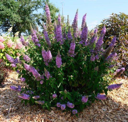 Butterfly Bush Five Purple (Buddleja High) - Ladybird Nursery