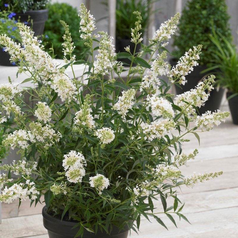 Butterfly Bush Snow White (Buddleja davidii)