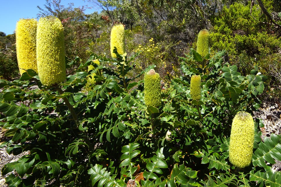 Bull Banksia (Banksia grandis)