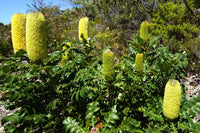 Bull Banksia (Banksia grandis)