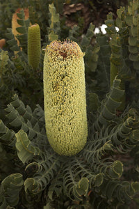 Bull Banksia (Banksia grandis)