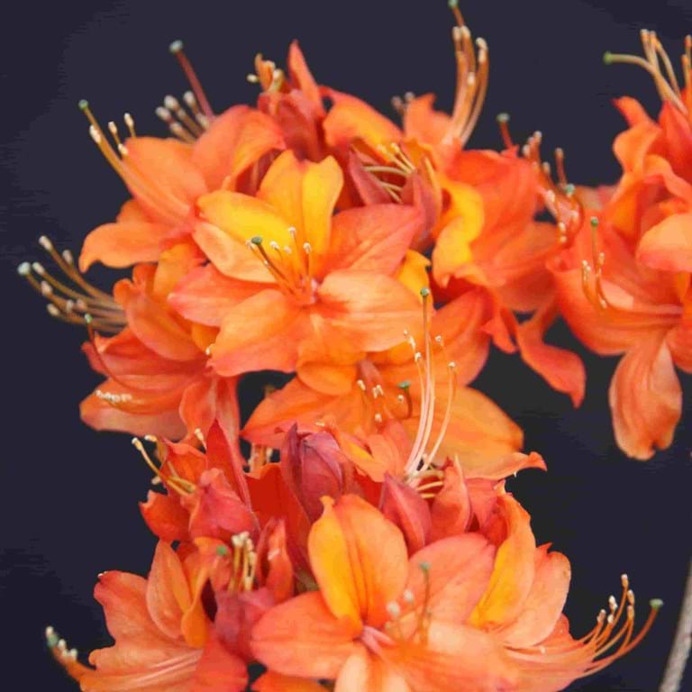 Azalea mollis Bullfinch