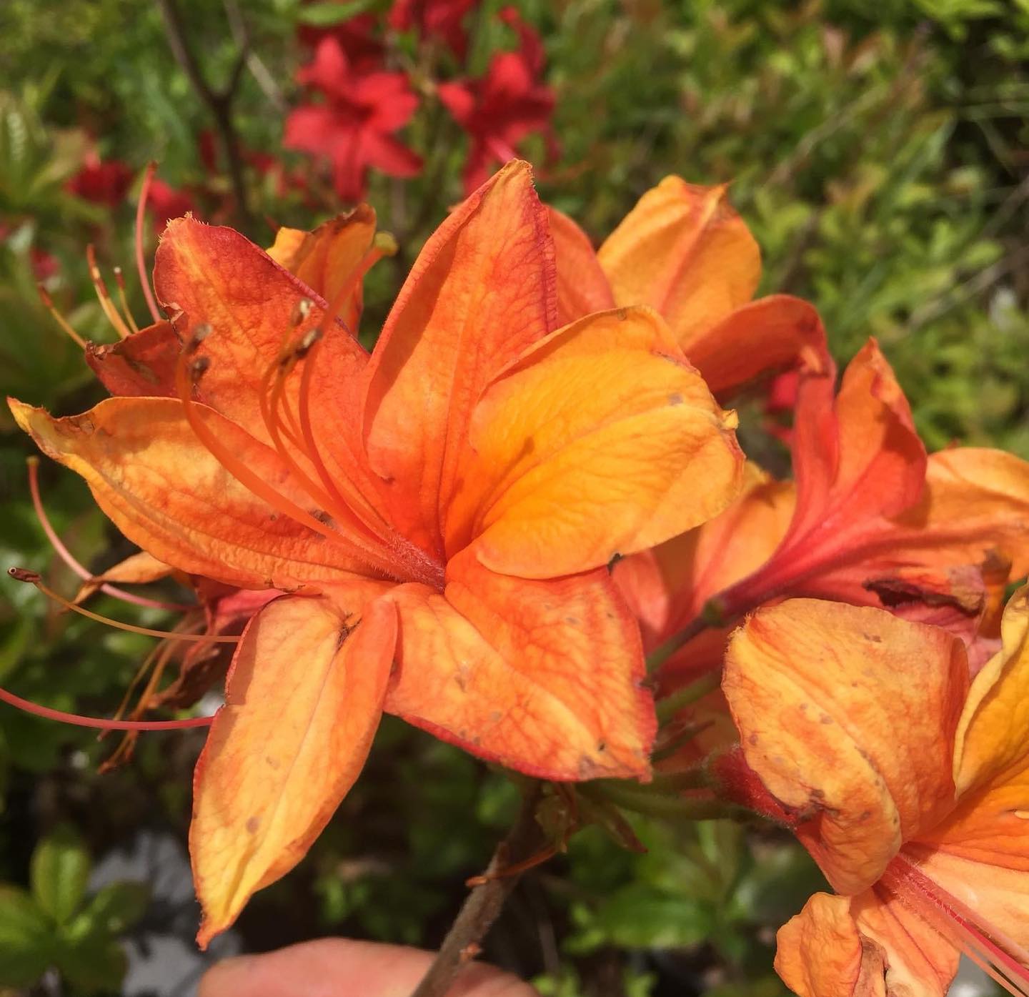 Azalea mollis Bullfinch