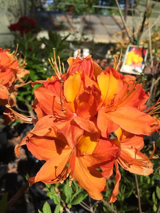 Azalea mollis Bullfinch