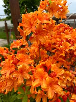 Azalea mollis Bullfinch