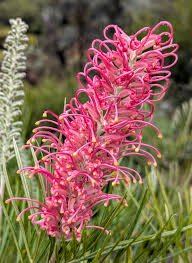Grevillea ‘Bulli Beauty’ - Ladybird Nursery
