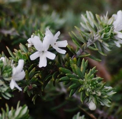 Westringia 'Bulli Coastal Creeper' - Ladybird Nursery