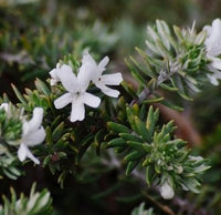 Westringia 'Bulli Coastal Creeper' - Ladybird Nursery