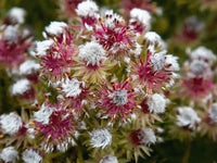 Serruria phylicoides 'Raspberry Burst' - Ladybird Nursery