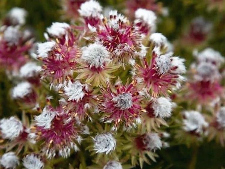 Serruria phylicoides 'Raspberry Burst' - Ladybird Nursery