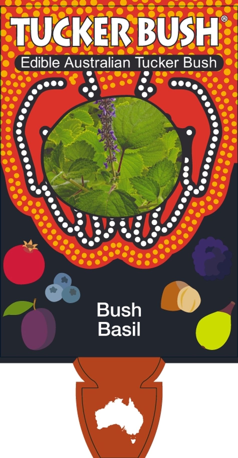 Bush Basil (Plectranthus graveolens)