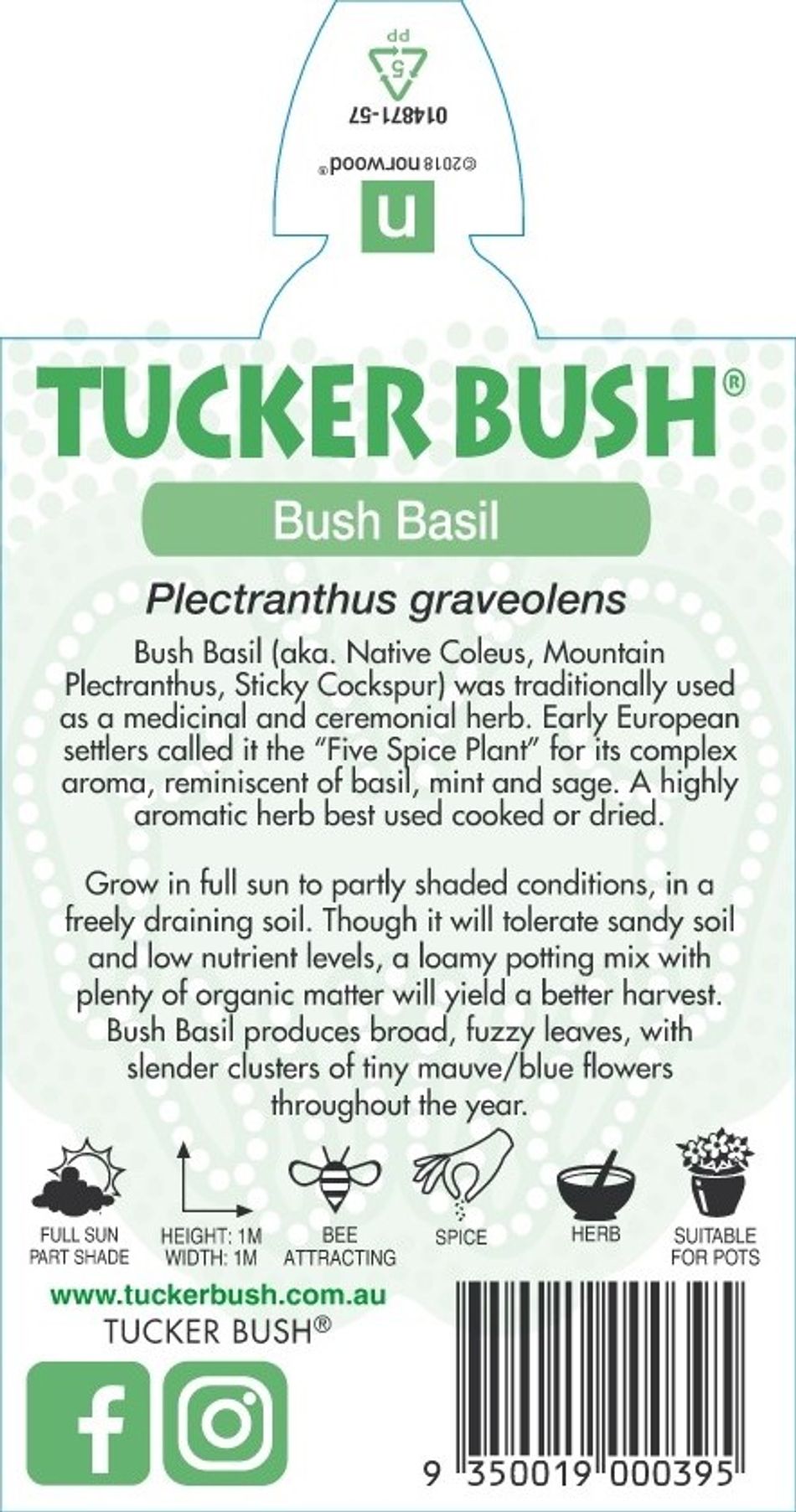 Bush Basil (Plectranthus graveolens)