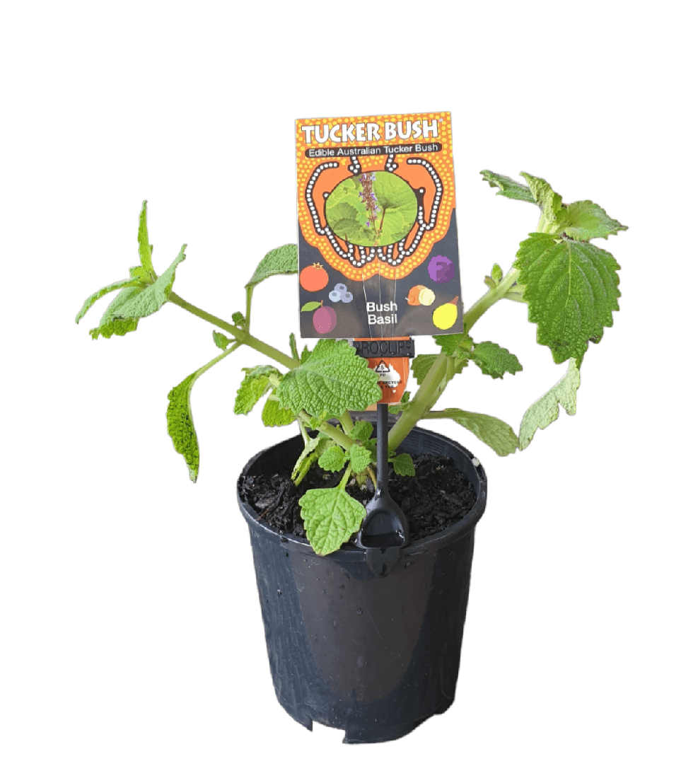 Bush Basil (Plectranthus graveolens)