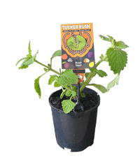 Bush Basil (Plectranthus graveolens)