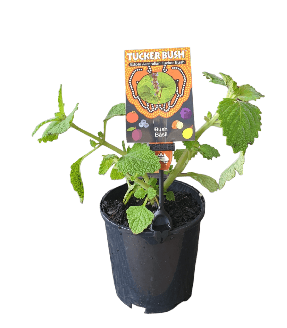 Bush Basil (Plectranthus graveolens) - Ladybird Nursery