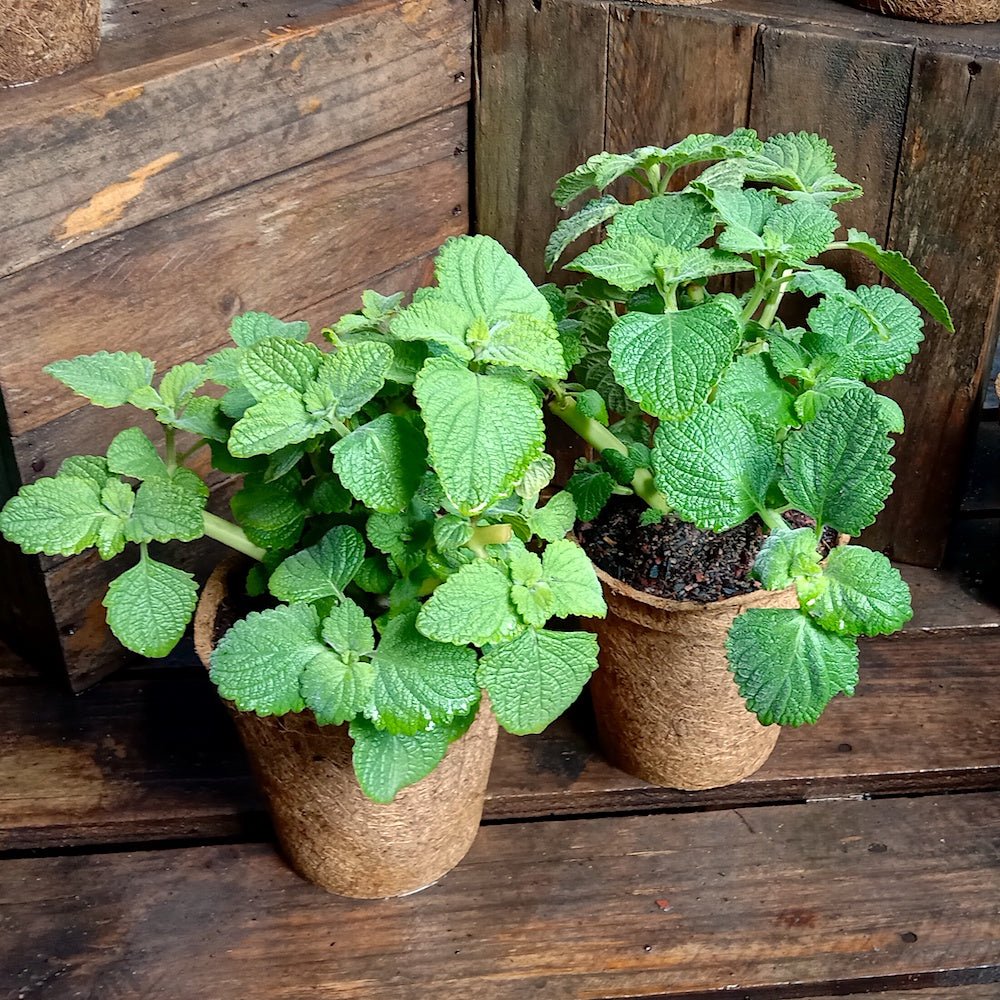 Bush Basil (Plectranthus graveolens) - Ladybird Nursery