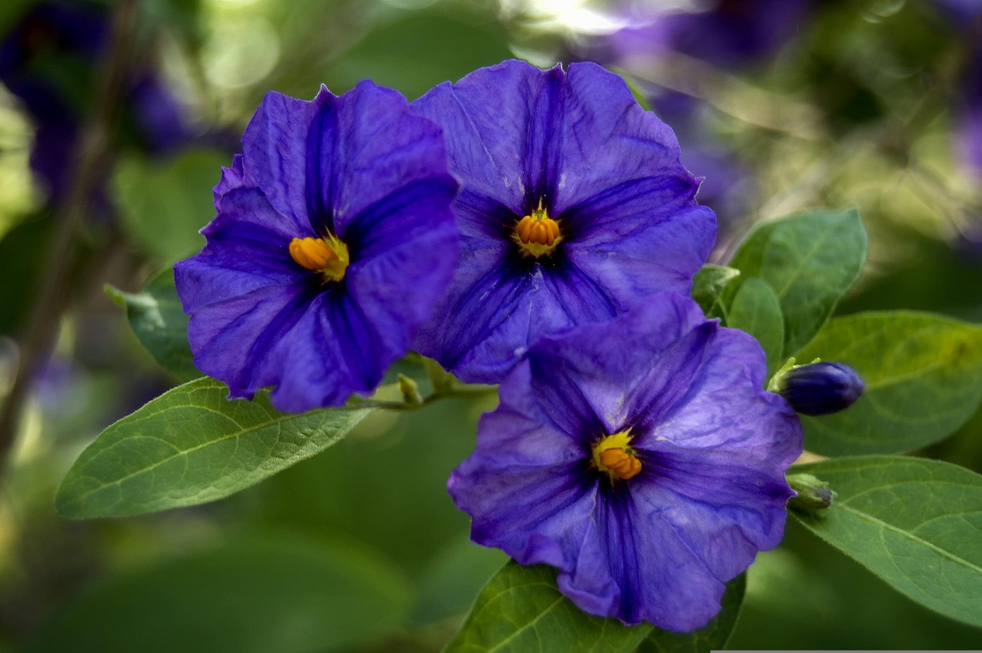 Blue Potato Bush (Solanum rantonnettii) - Ladybird Nursery