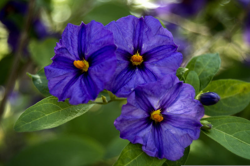 Blue Potato Bush (Solanum rantonnettii)