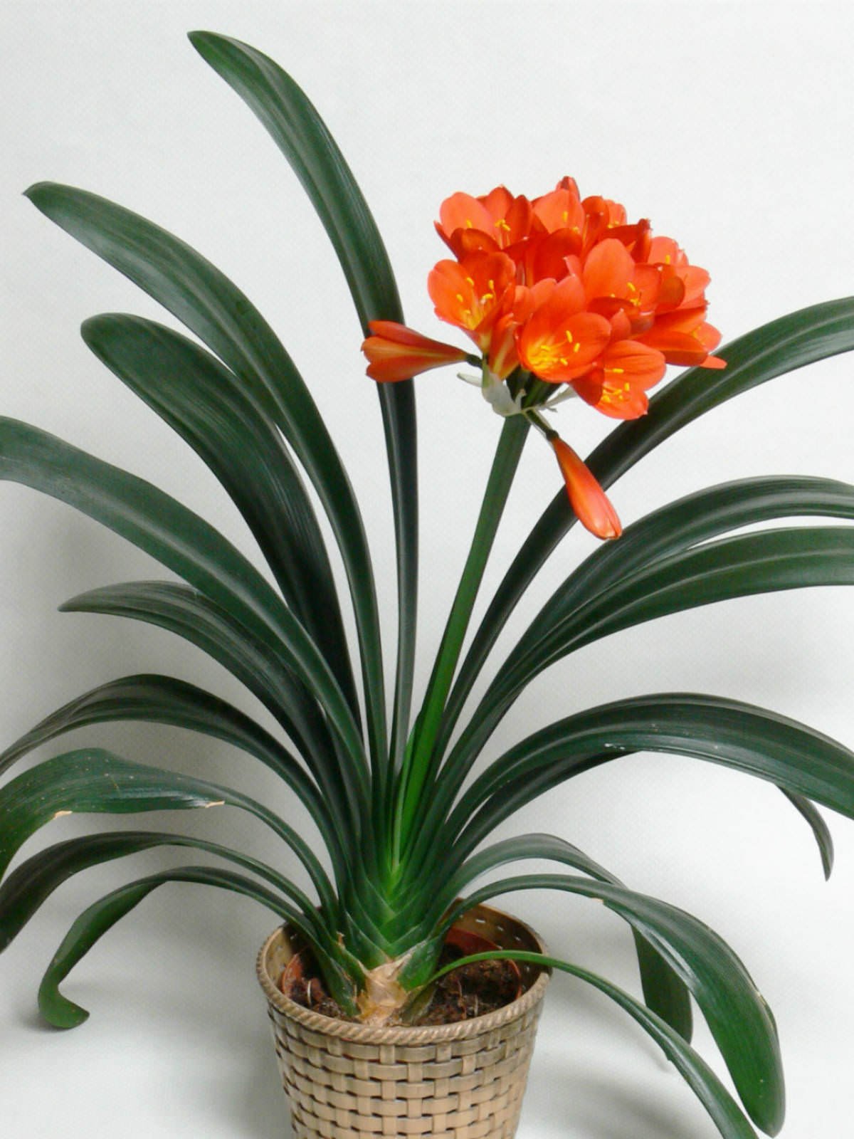 Bush Lily (Clivia miniata) - Ladybird Nursery