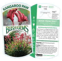Kangaroo Paw 'Bush Princess' (Anigozanthos)