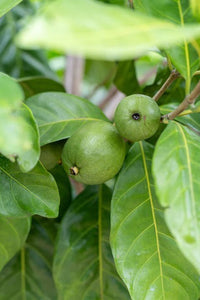 Atractocarpus fitzalanii - Native Gardenia (Tucker Bush™) - Ladybird Nursery