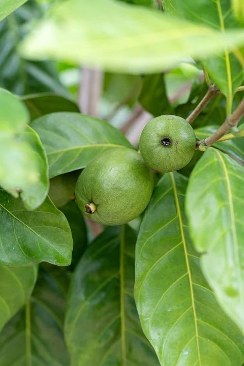 Atractocarpus fitzalanii - Native Gardenia (Tucker Bush™) - Ladybird Nursery