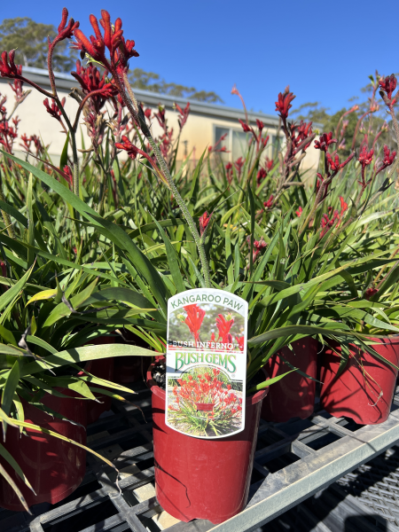 Kangaroo Paw 'Bush Inferno' (Anigozanthos) - Ladybird Nursery