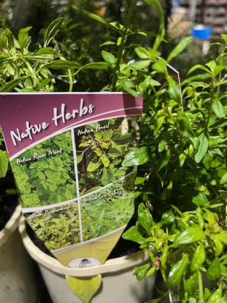 Bush Mint (Mentha satureioides) - Ladybird Nursery