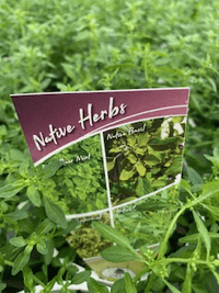 Bush Mint (Mentha satureioides) - Ladybird Nursery